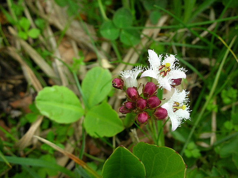 Menyanthes trifoliata / Trifoglio fibrino